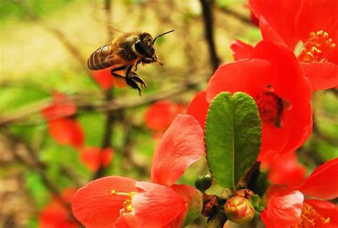 蜜蜂入屋预兆|蜜蜂进家筑巢有什么征兆？（蜜蜂入屋预兆）